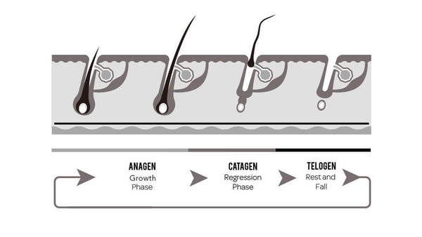 Understanding hair loss